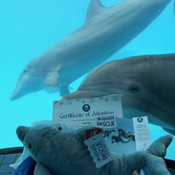Dolphin adopt package with dolphins in background