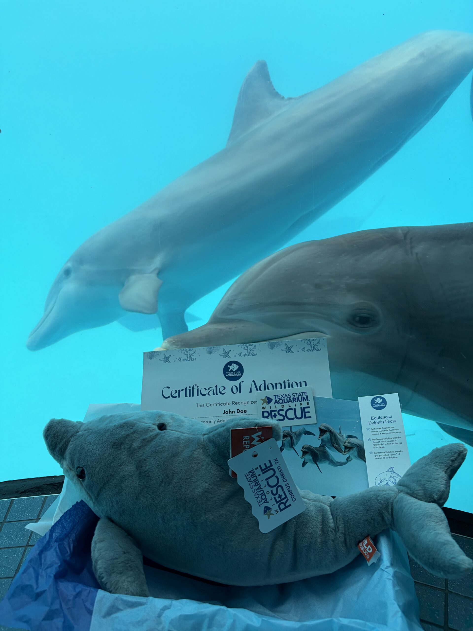 Dolphin adopt package with dolphins in background