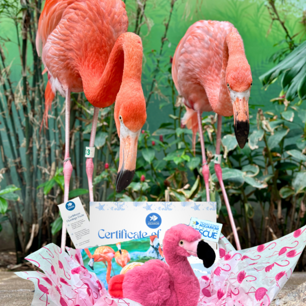 Flamingo plush Adopt Package with flamingos in background