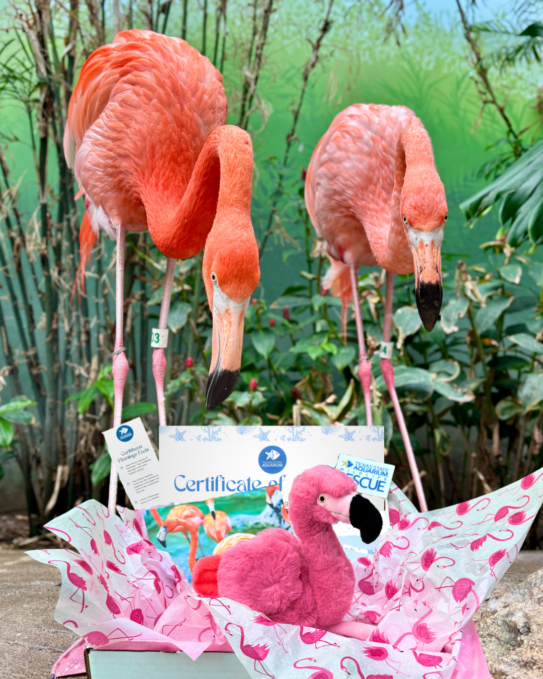 Flamingo plush Adopt Package with flamingos in background