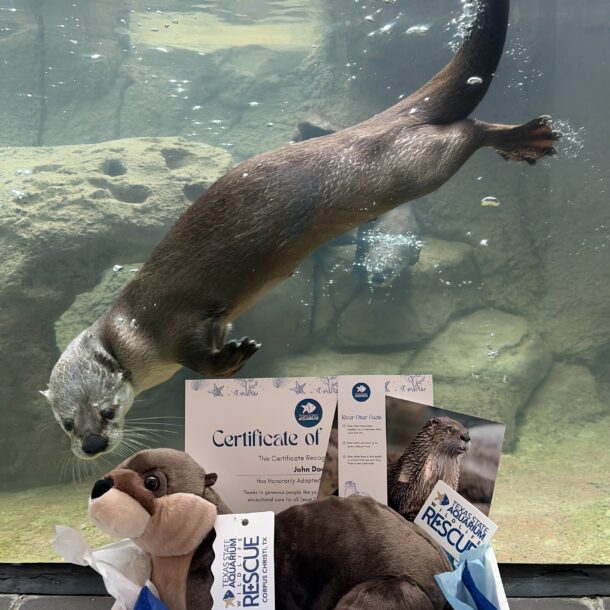 Otter Adopt Package with sticker, bookmark, and certificate, and plush with otter in background