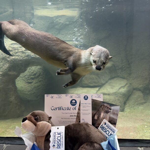 Otter adopt package with otter in background