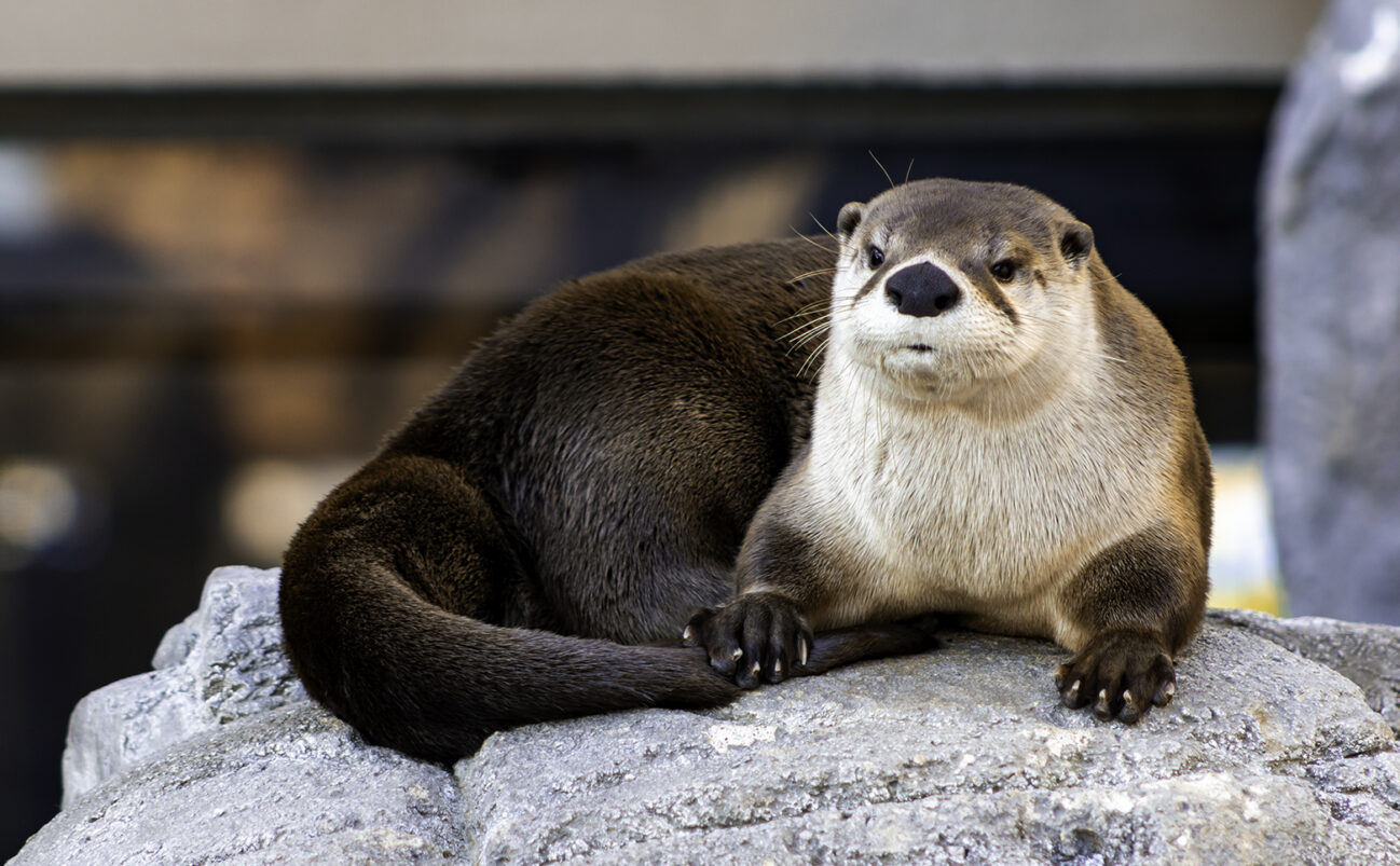 Adopt-A-Species