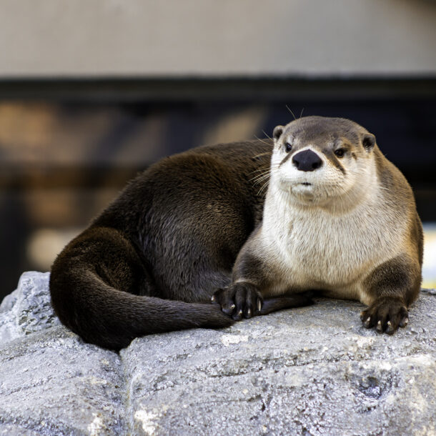 North American River Otter