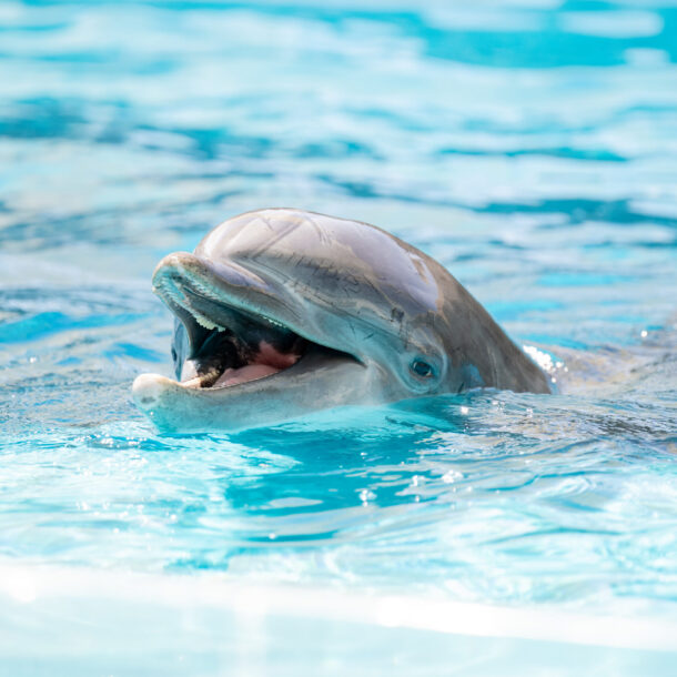 Bottlenose Dolphin