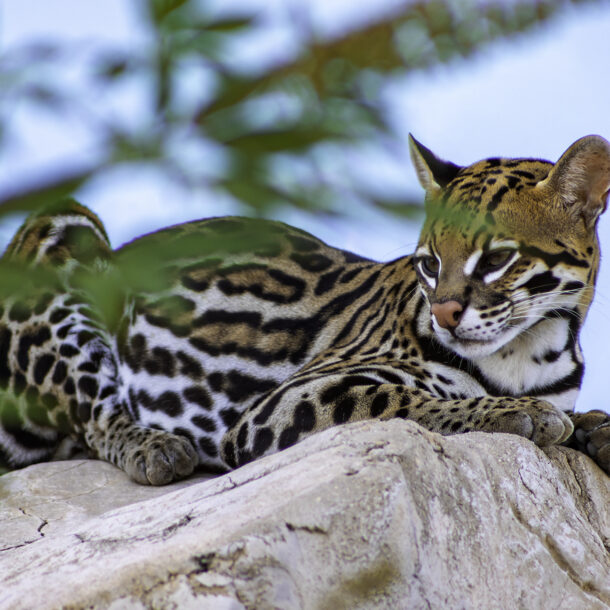 Ocelot