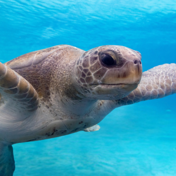 Green Sea Turtle