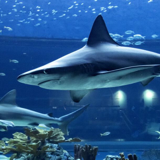 Sandbar Shark