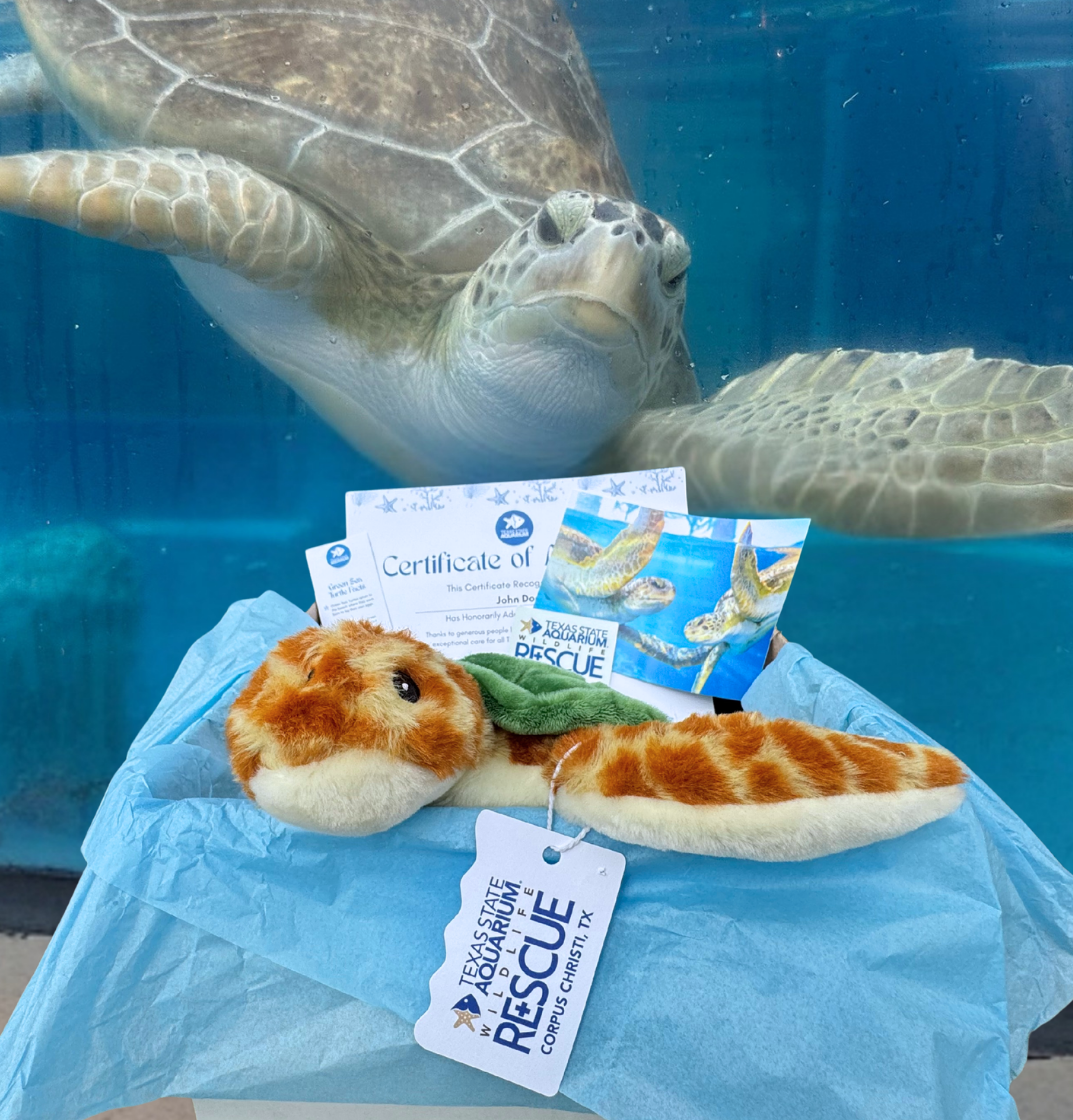 Dolphin adopt package with dolphins in background