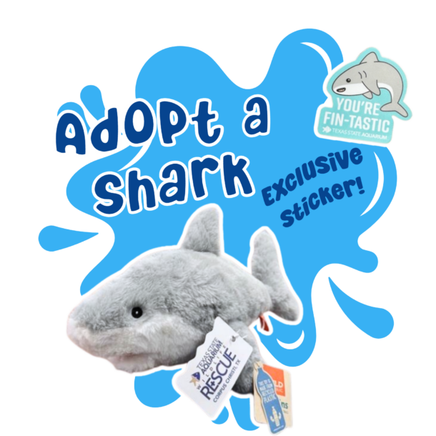 Shark plush and sticker image with text saying Adopt a Shark Exclusive Sticker